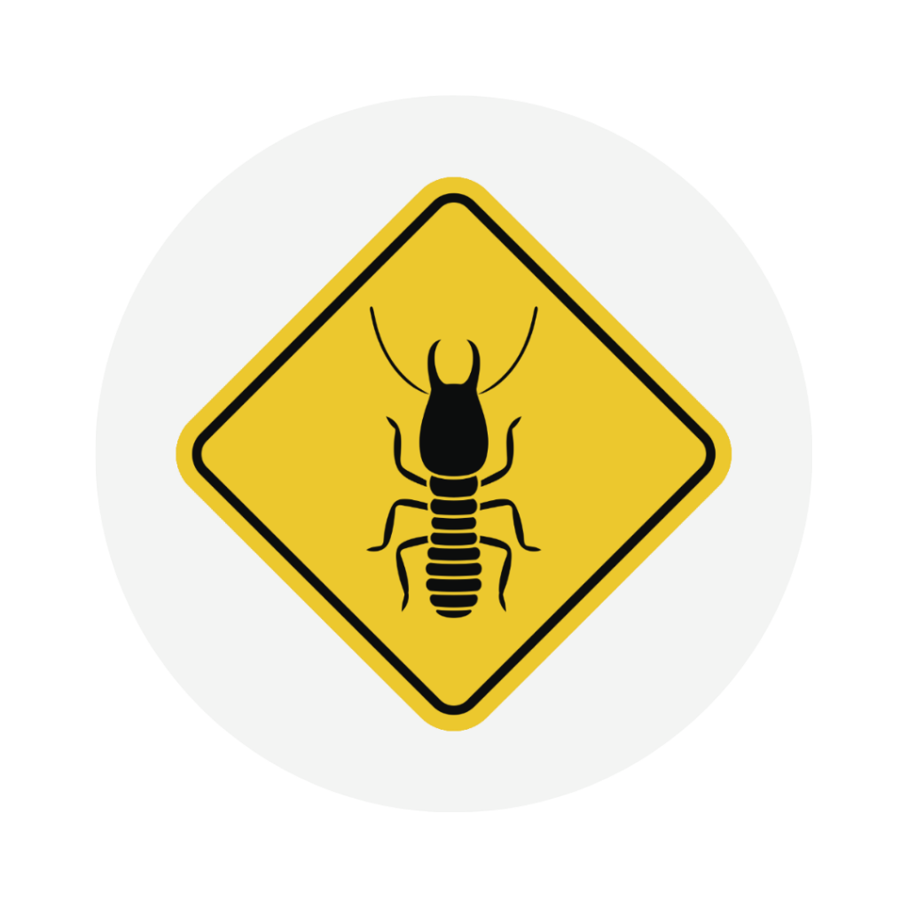 Termite Inspection | Home Inspection Miami FL